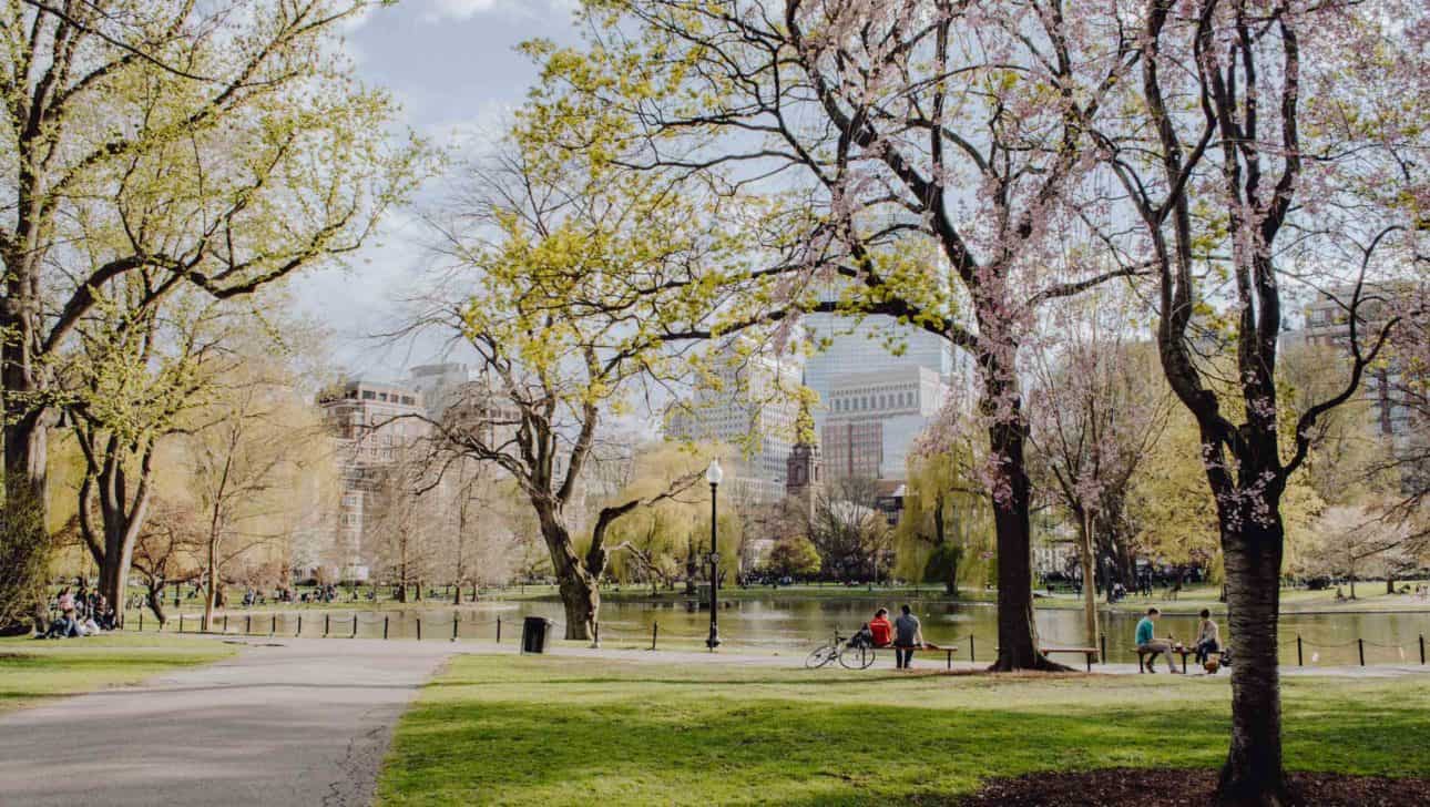 Boston Commons Spring Blossoms Pathway.